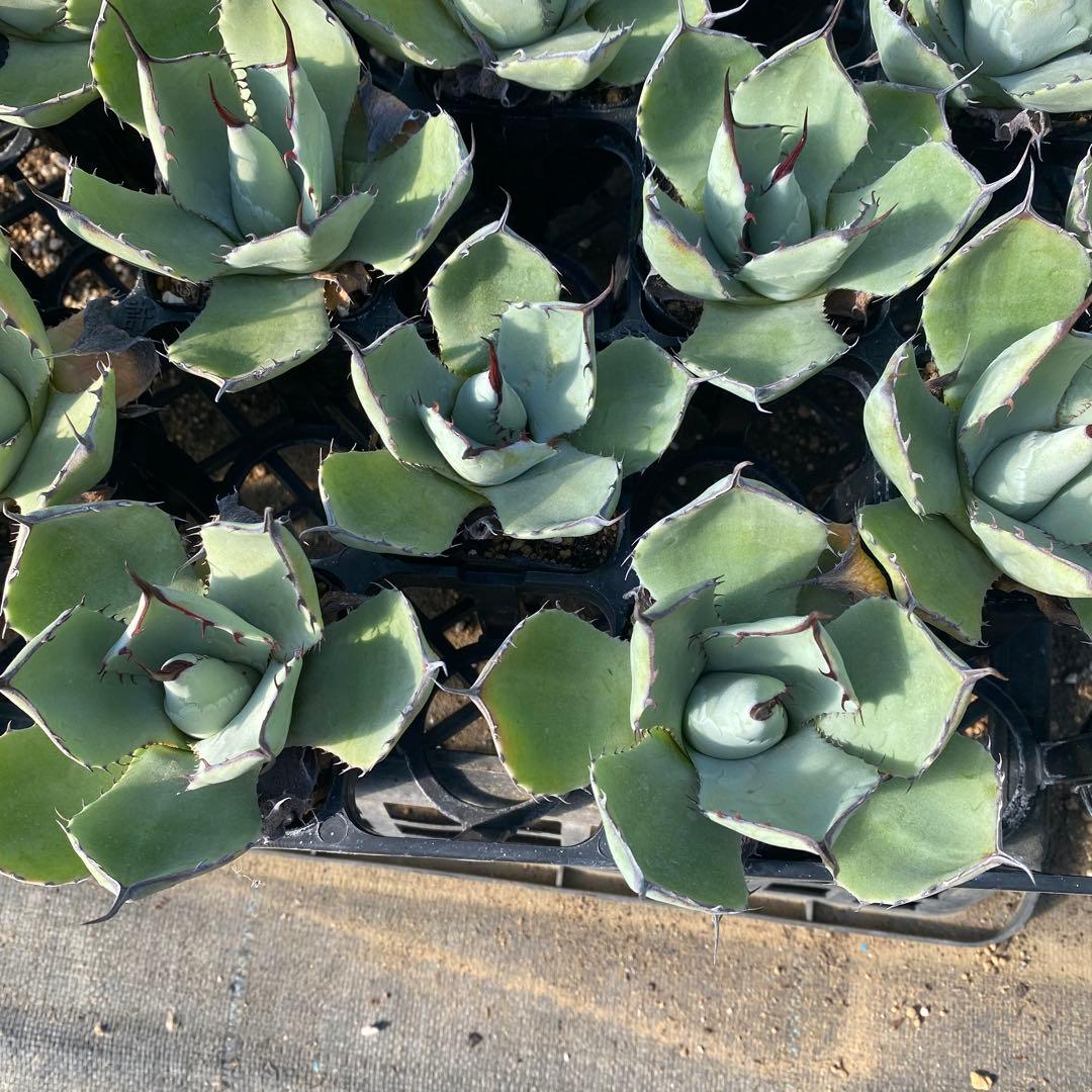 アガベ　パリートランカータ　メリクロン20個