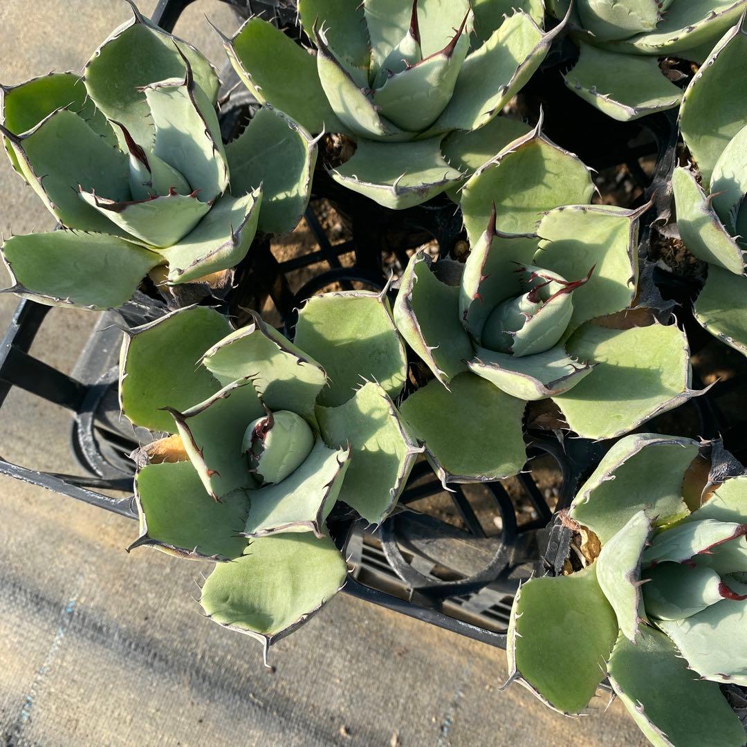 アガベ　パリートランカータ　メリクロン20個