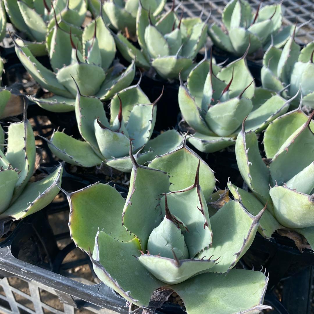 アガベ　パリートランカータ　メリクロン20個