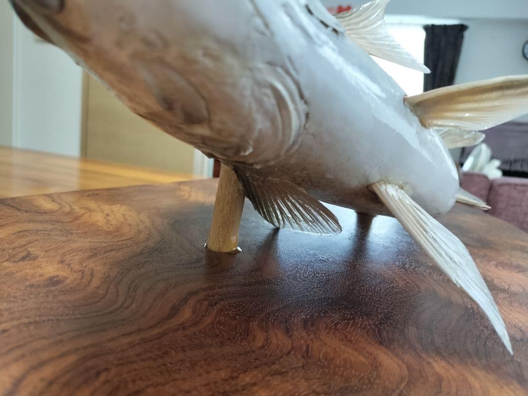 ミナミクロダイ　剥製