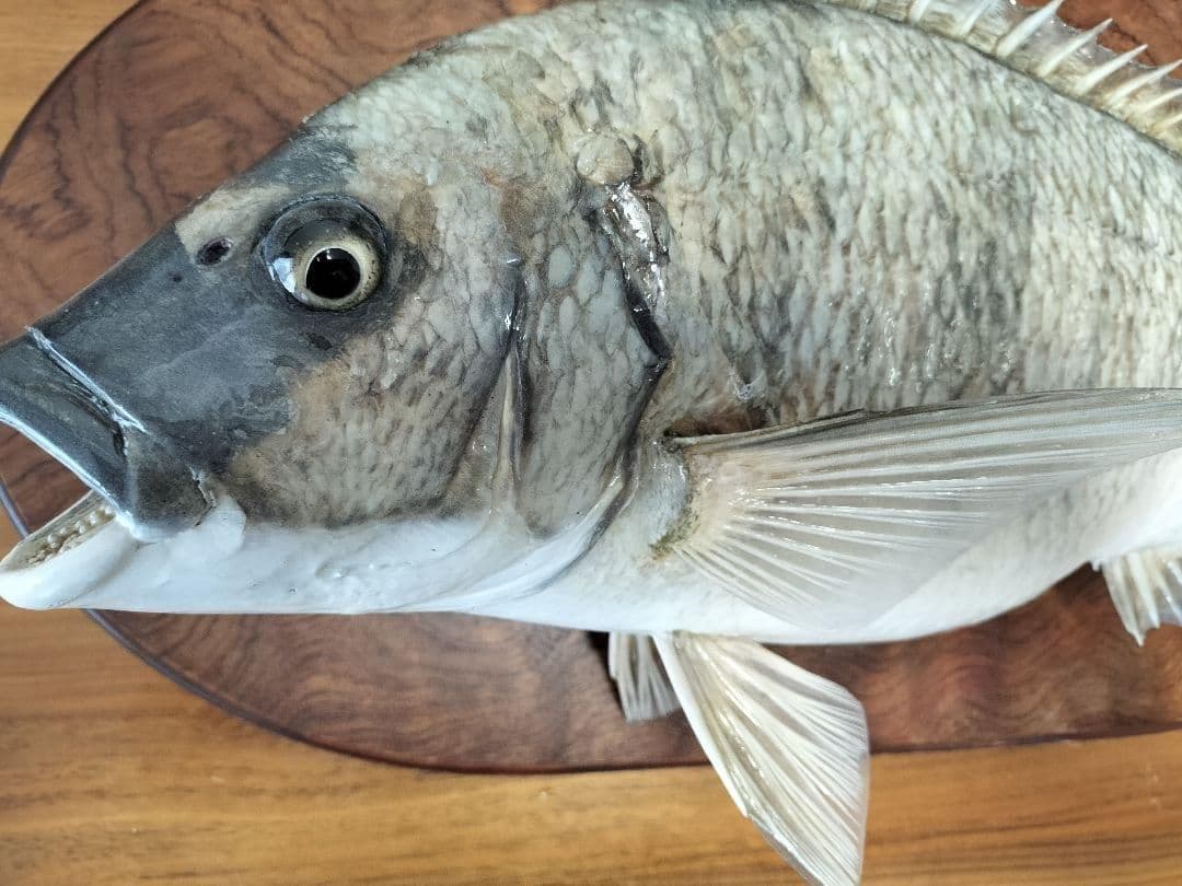 ミナミクロダイ　剥製