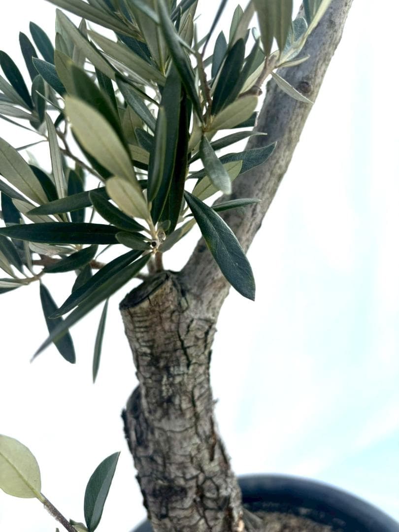 オリーブの木　古木　ホジブランコ　10号　約140cm　NO.839　人気　現品