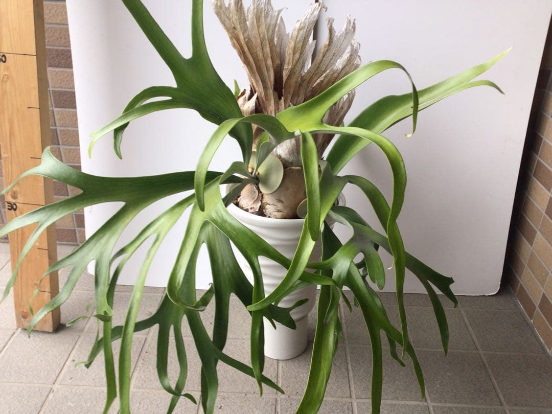 特選品‼︎ 外管理の為葉も厚いコウモリラン・ウインキーリキー陶器鉢入り