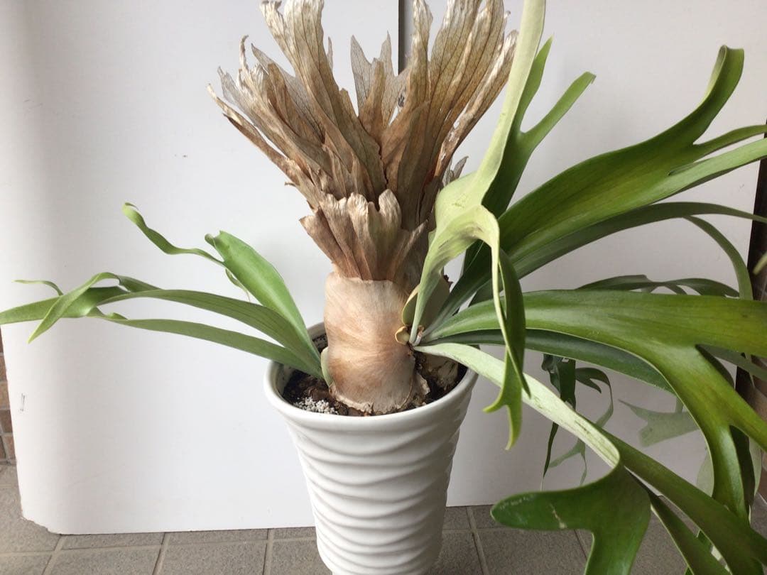 特選品‼︎ 外管理の為葉も厚いコウモリラン・ウインキーリキー陶器鉢入り