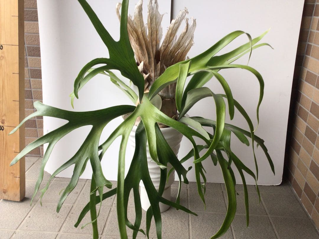 特選品‼︎ 外管理の為葉も厚いコウモリラン・ウインキーリキー陶器鉢入り