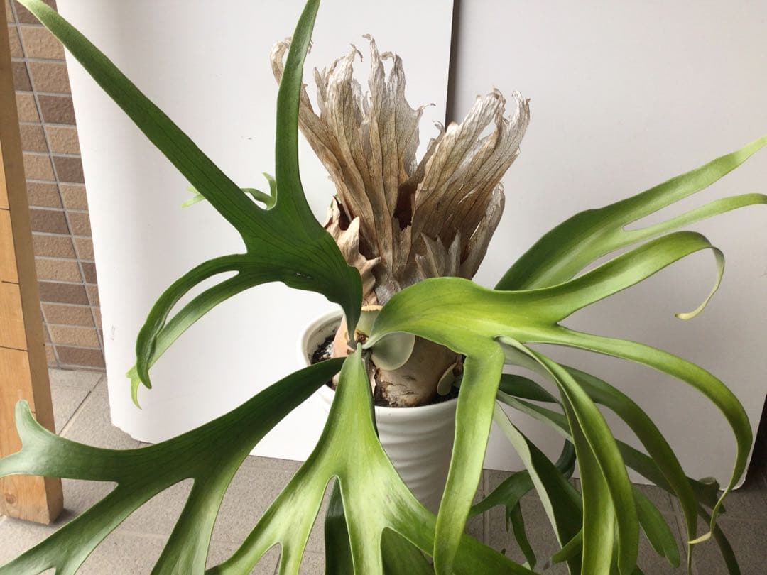 特選品‼︎ 外管理の為葉も厚いコウモリラン・ウインキーリキー陶器鉢入り