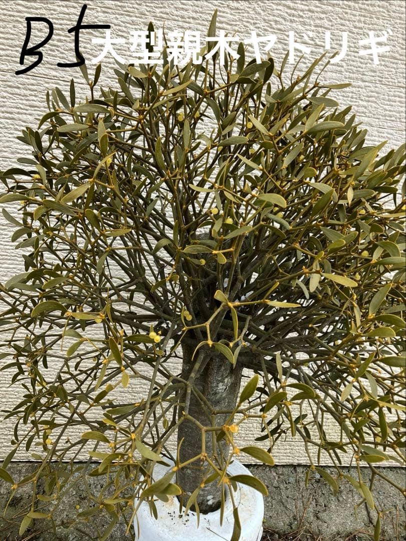 B5希少　縁起物　大型親木ヤドリギ　 ★綺麗な実　たくさん❗️