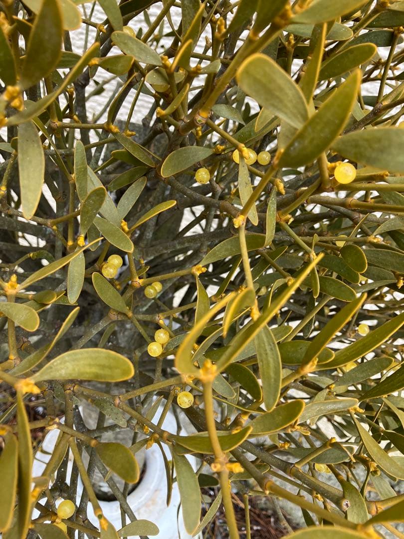 B5希少　縁起物　大型親木ヤドリギ　 ★綺麗な実　たくさん❗️