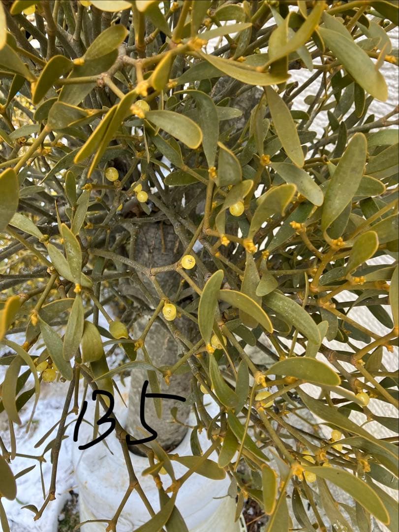 B5希少　縁起物　大型親木ヤドリギ　 ★綺麗な実　たくさん❗️