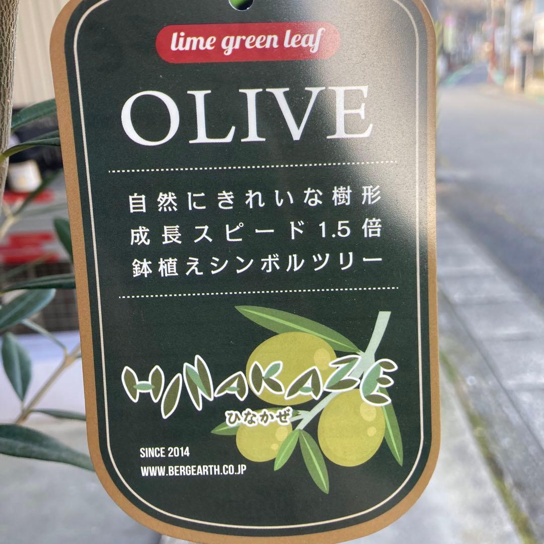 オリーブ（ひなかぜ）