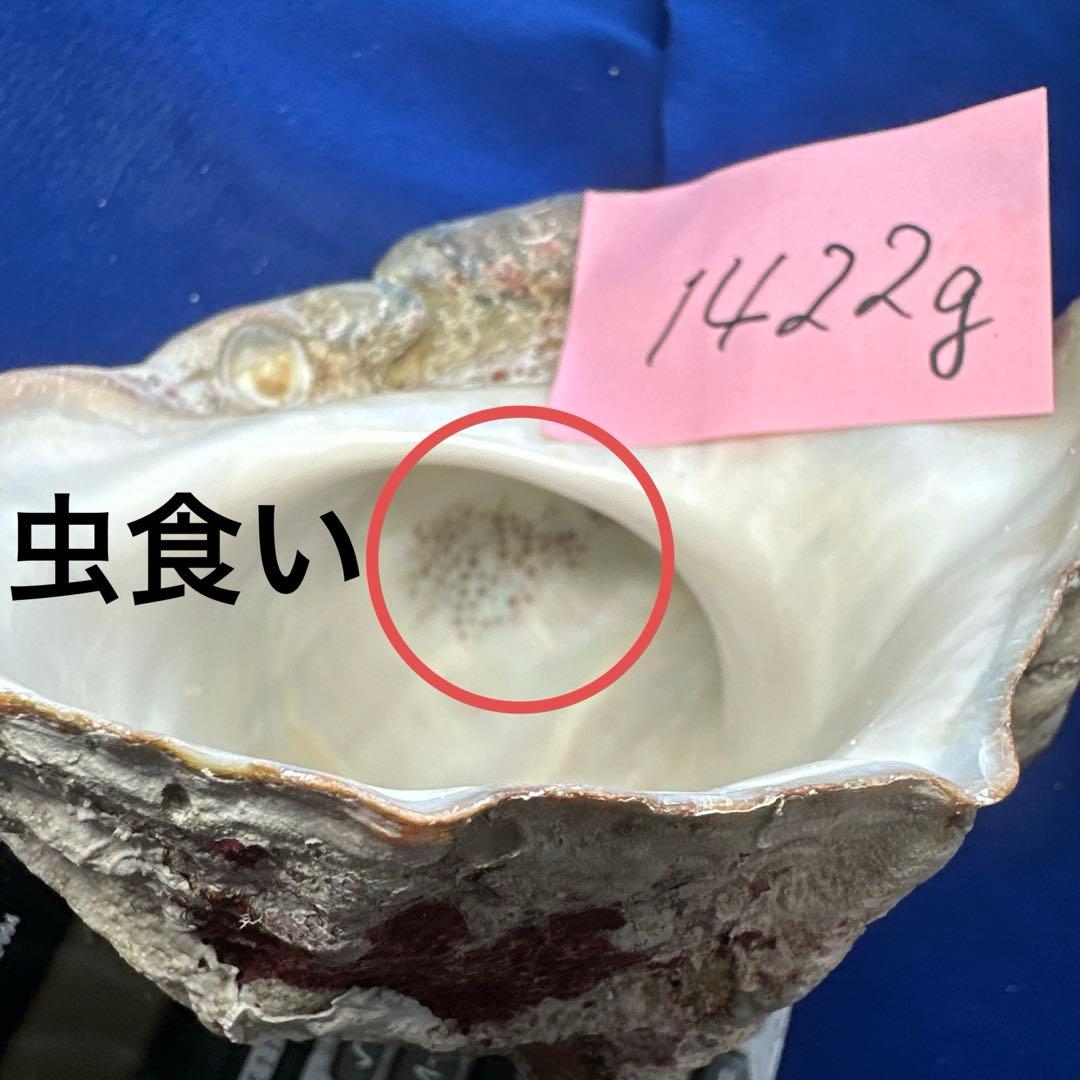 夜光貝　ヤコウ貝　まとめ売り　21個　　27、5kg アクセサリー　ルアー