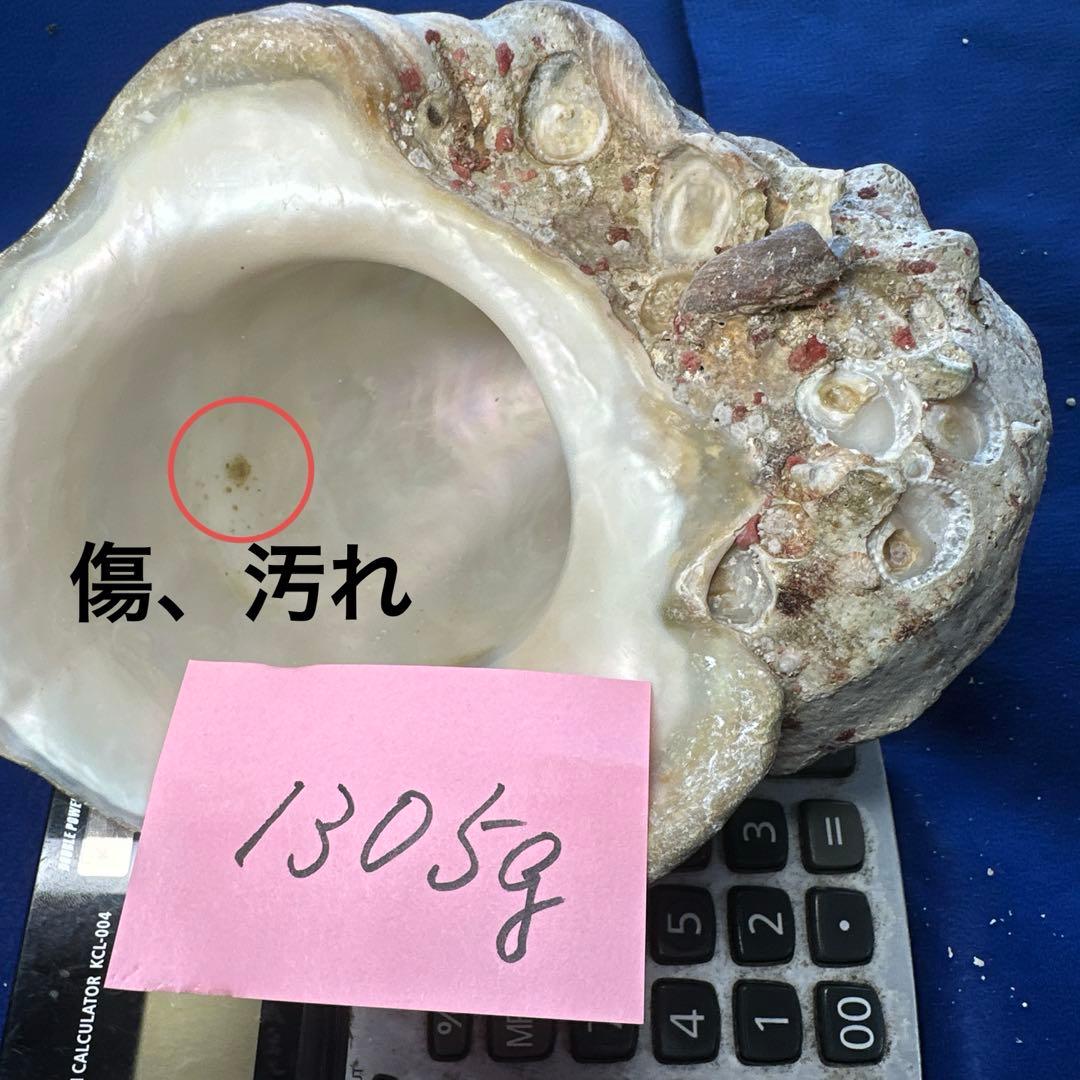 夜光貝　ヤコウ貝　まとめ売り　21個　　27、5kg アクセサリー　ルアー