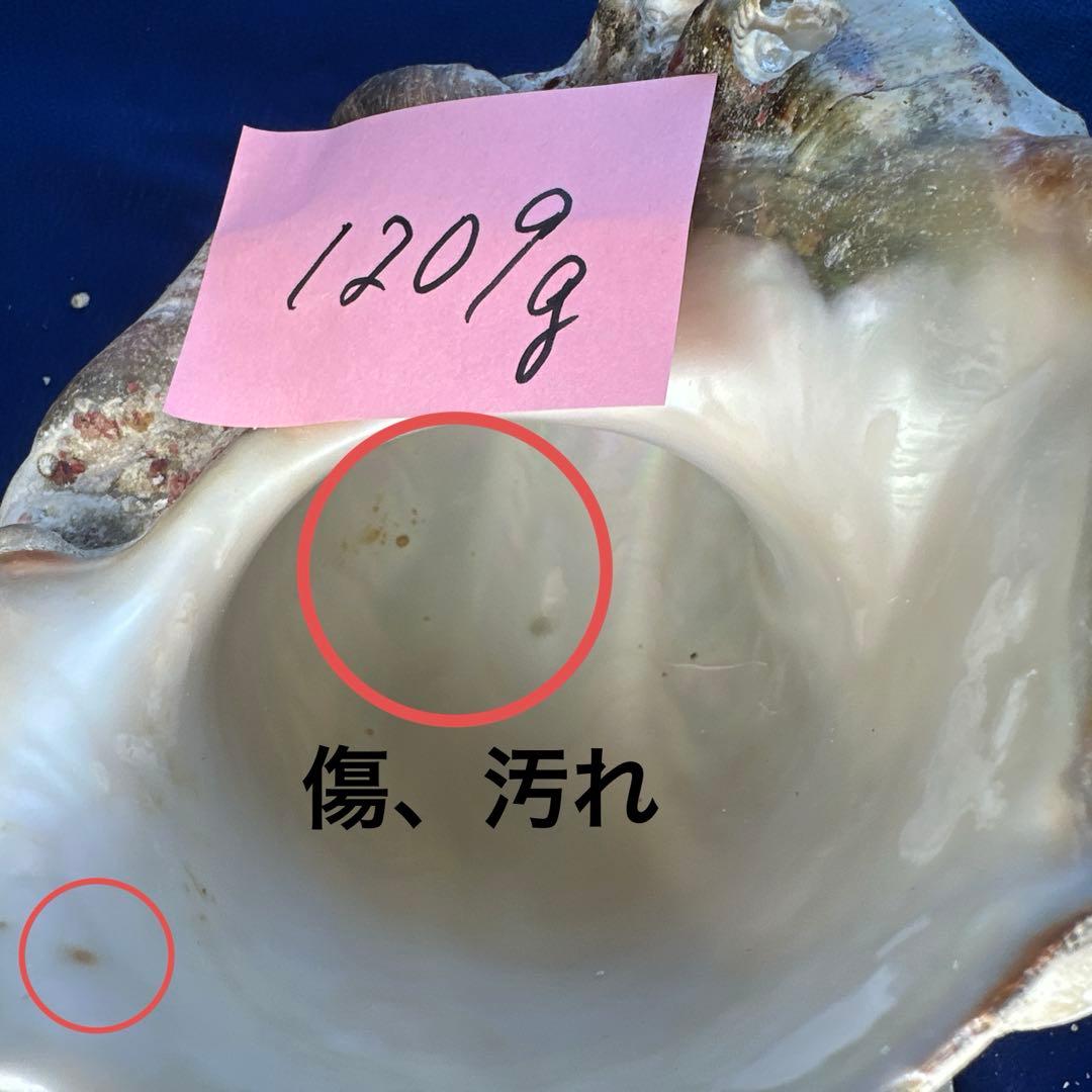 夜光貝　ヤコウ貝　まとめ売り　21個　　27、5kg アクセサリー　ルアー