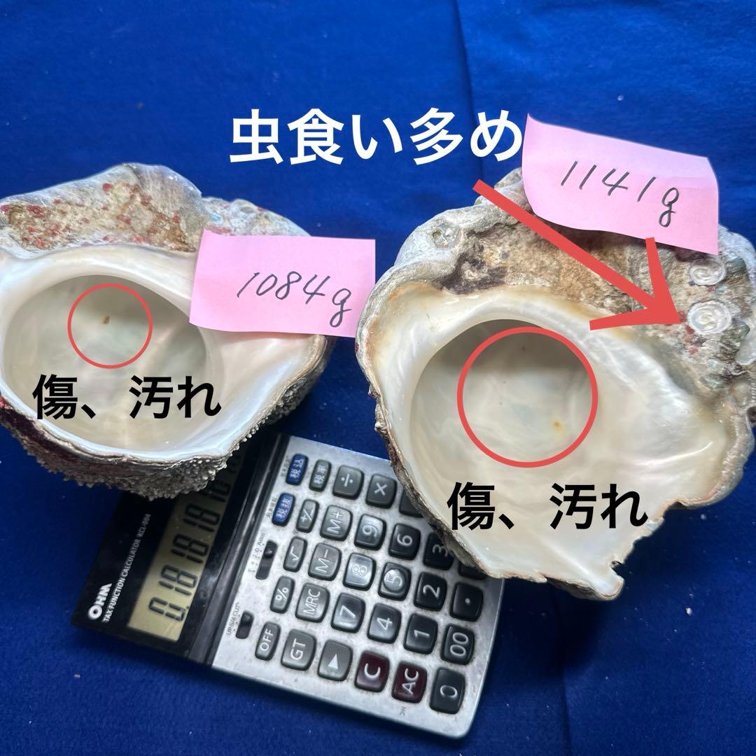 夜光貝　ヤコウ貝　まとめ売り　21個　　27、5kg アクセサリー　ルアー