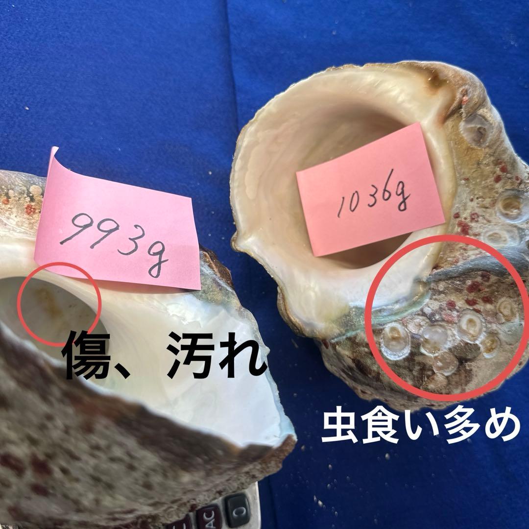 夜光貝　ヤコウ貝　まとめ売り　21個　　27、5kg アクセサリー　ルアー