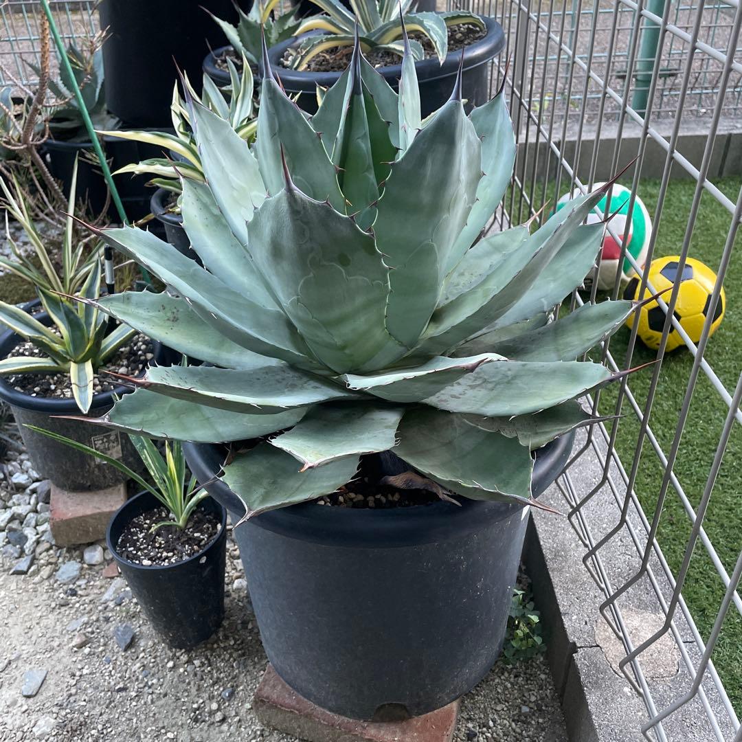 大株 アガベ ブルーブライアン モンタナ パラサナ パリー ハイブリッド 屋外株