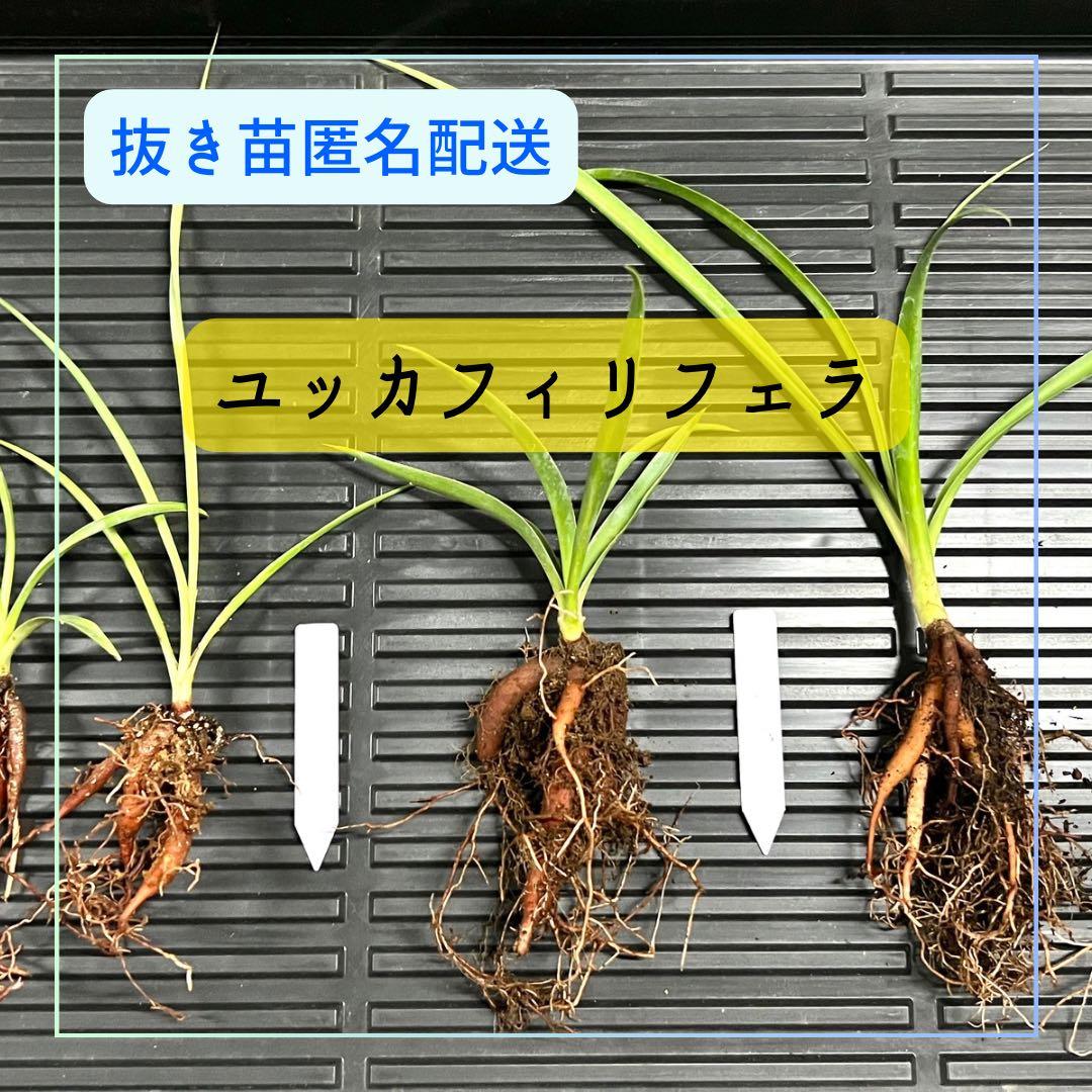 《ご依頼品》ユッカフィリフェラ実生苗　45株　ヤマト便