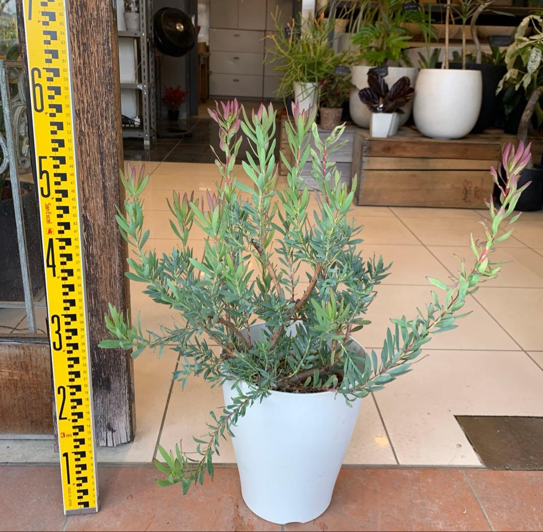 リューカデンドロン レッドデビル 7号