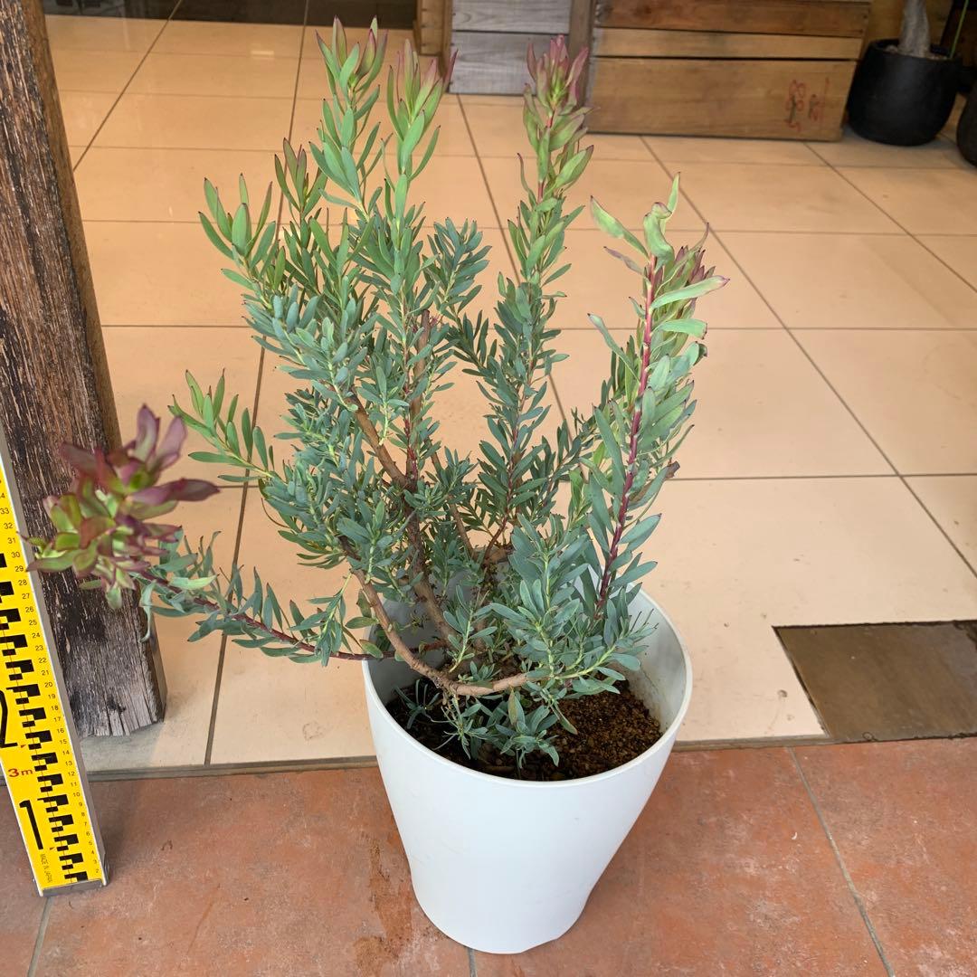 リューカデンドロン レッドデビル 7号