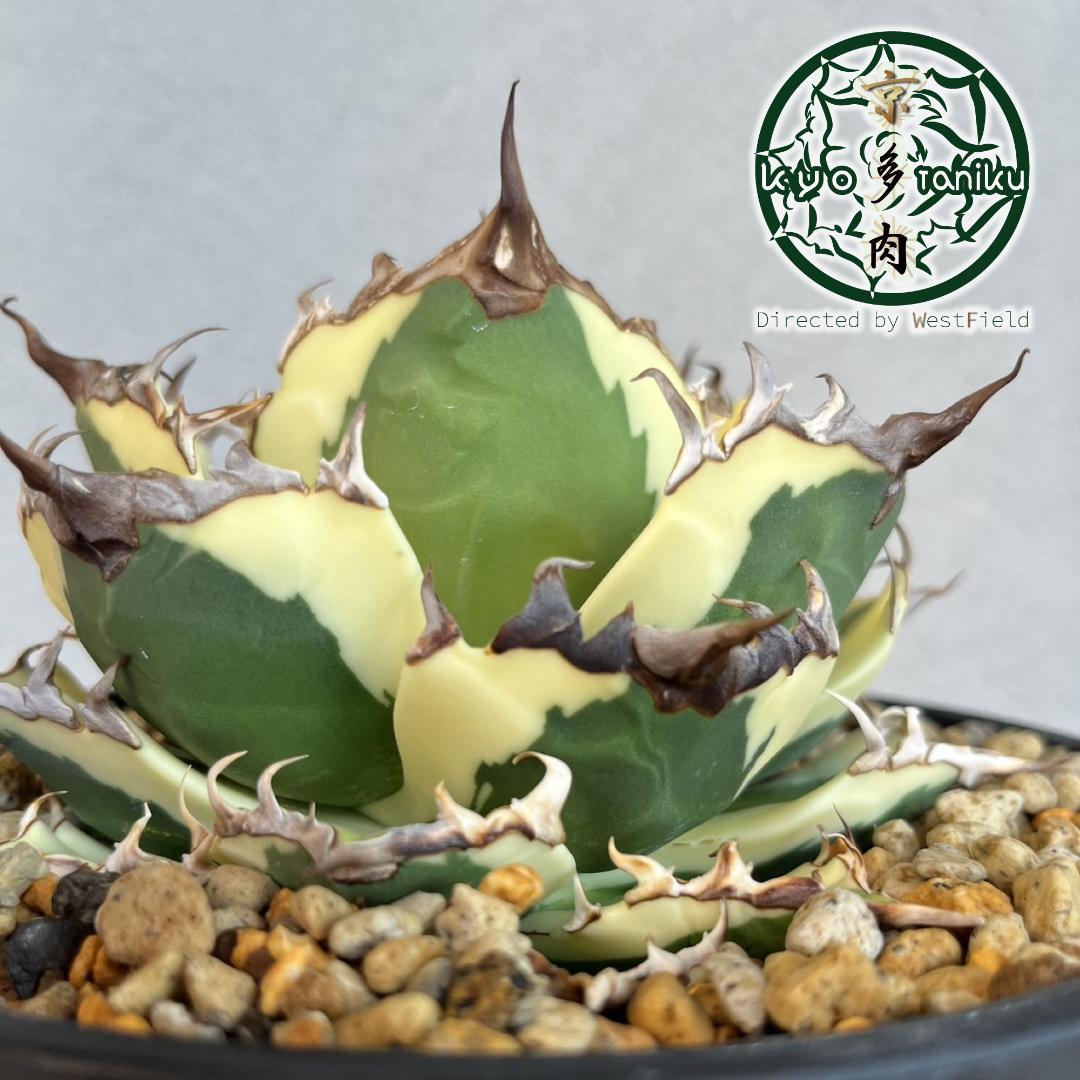 【良苗】アガベ　カリフォルニア　チタノタ　スナグルトゥース　親株販売