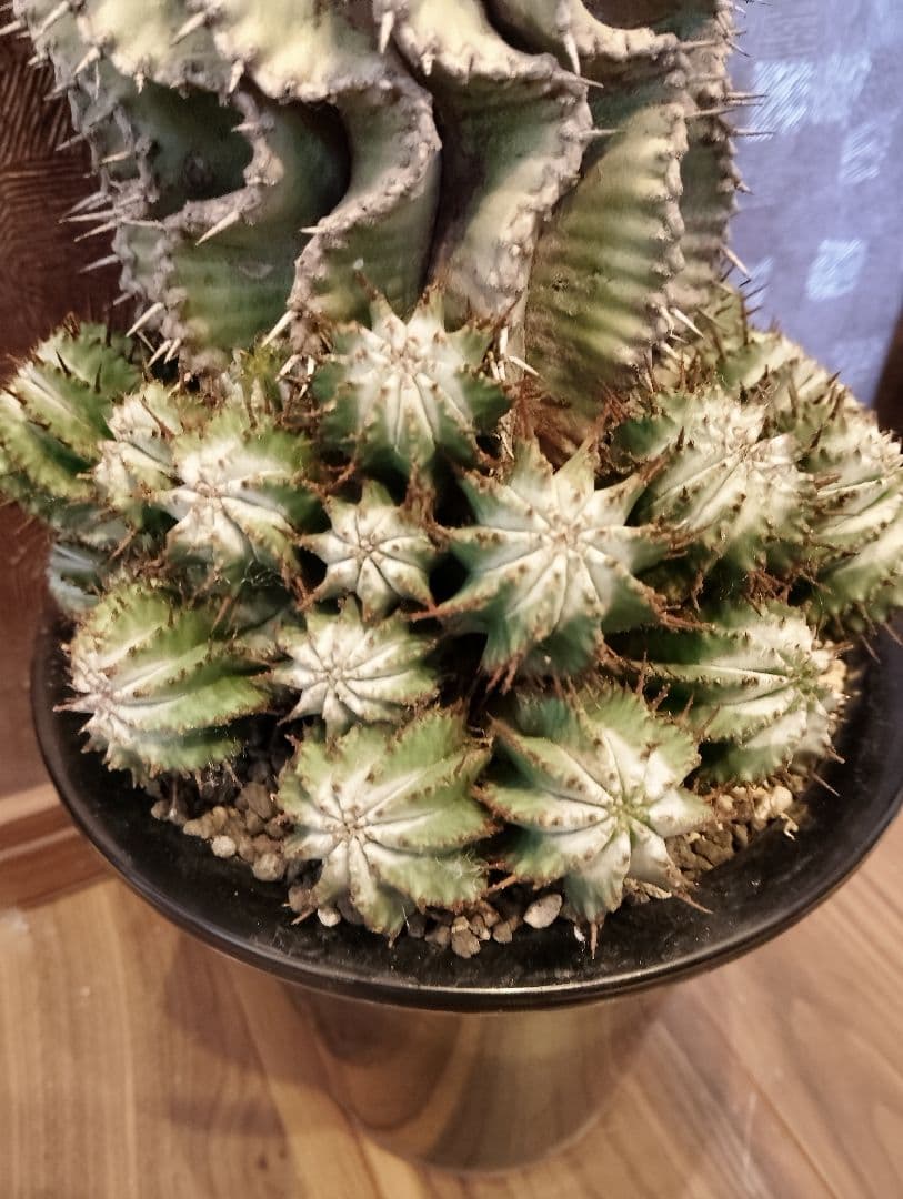 \"特大 親株\" ユーフォルビア ホリダ 群生