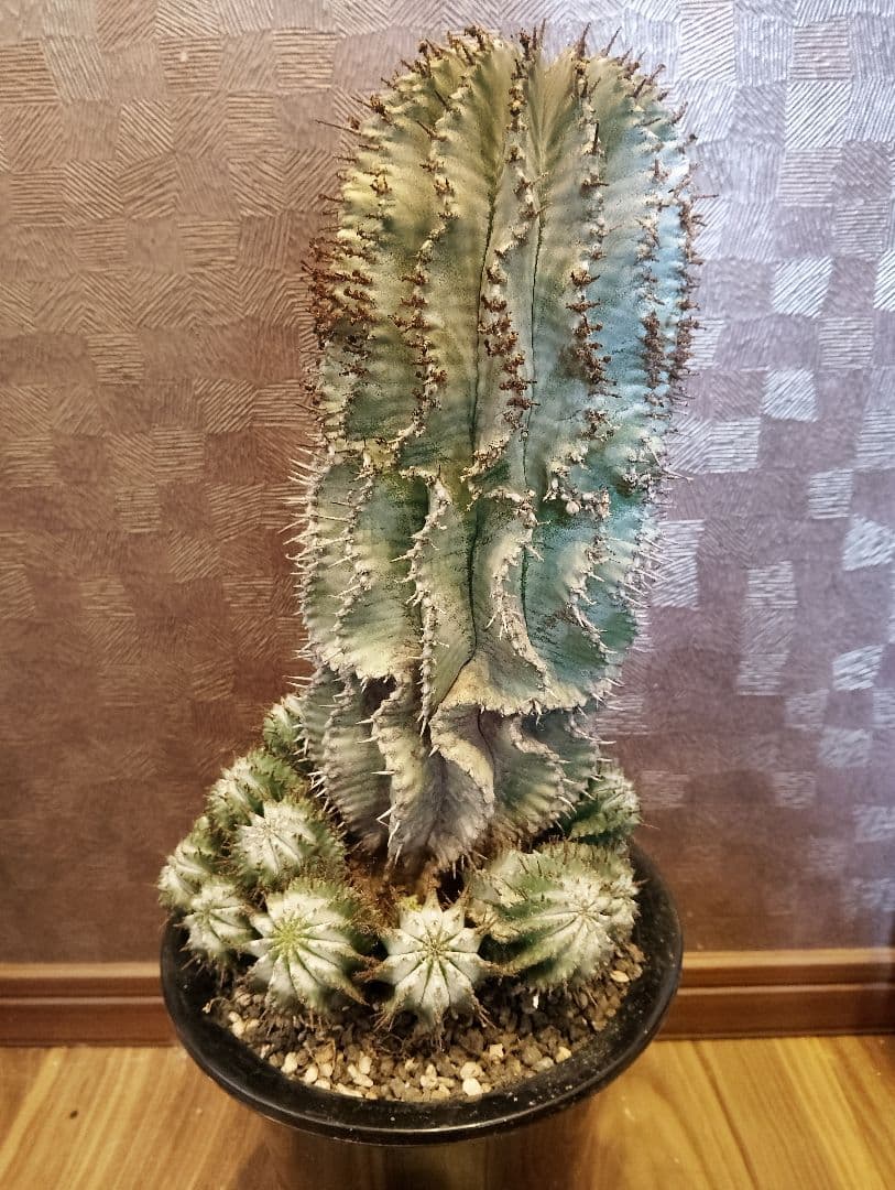 \"特大 親株\" ユーフォルビア ホリダ 群生