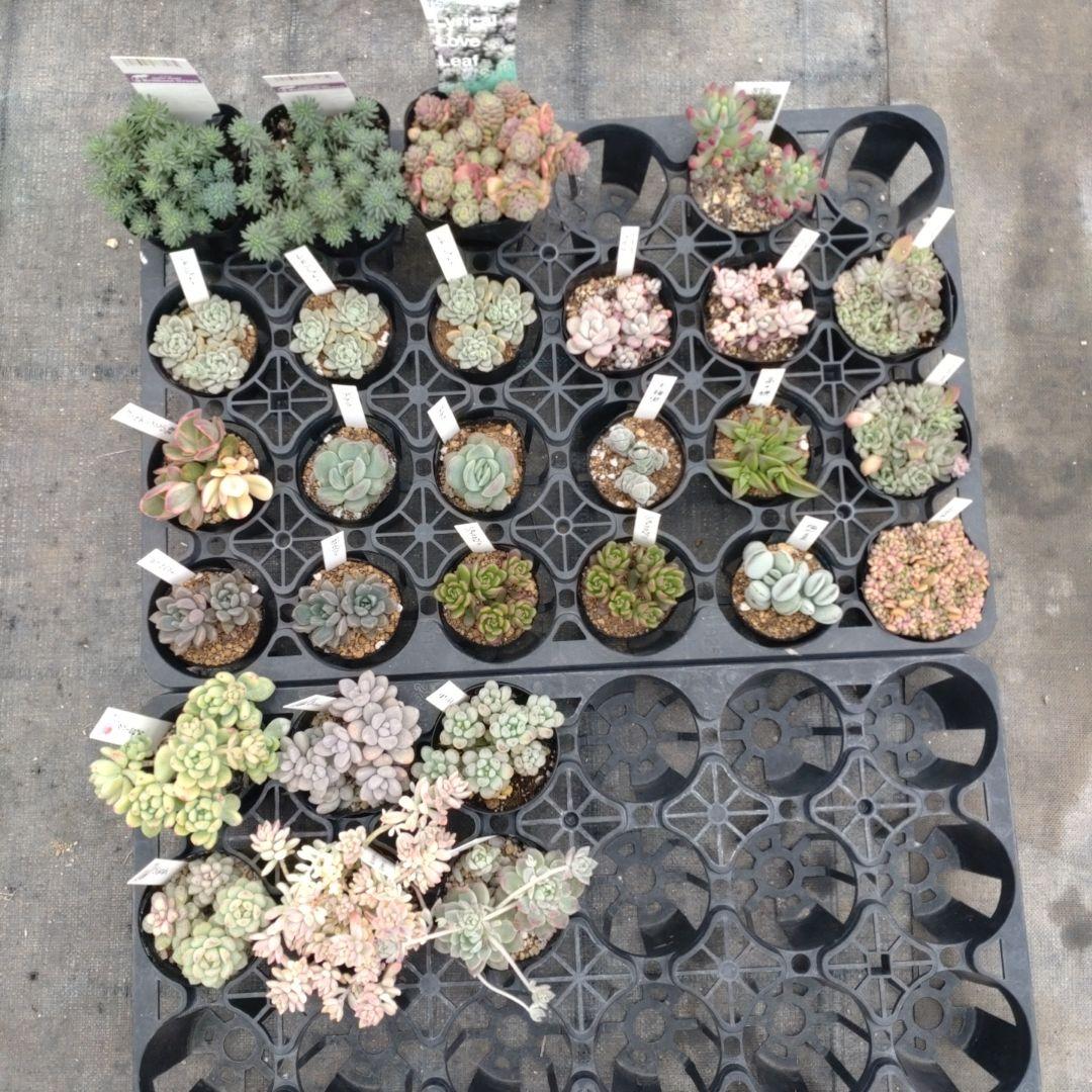 追加あり mariさん専用