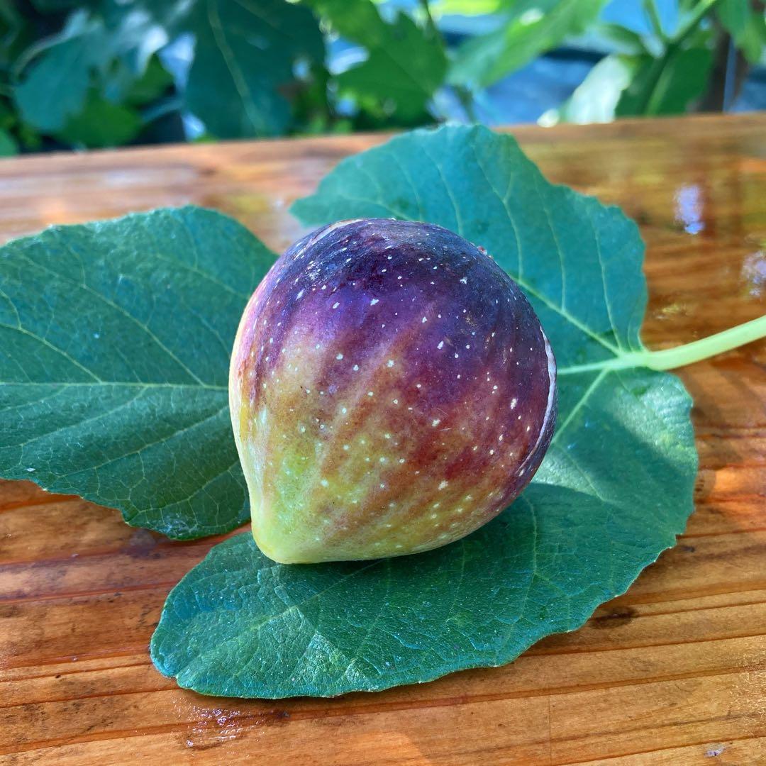 問い合わせ専用ページ