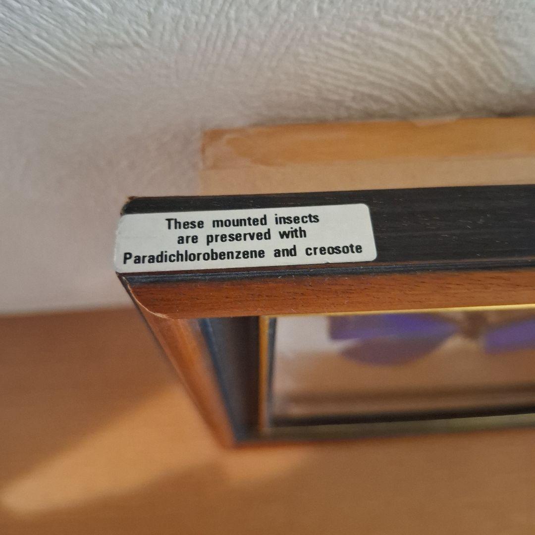 Morpho rhetenor蝶　レテノールモルフォ　標本