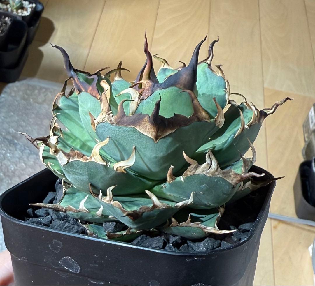 【鉢ごと発送】アガベ チタノタ ハデス 活着済み【強陽炎・丸型・幅広短葉】