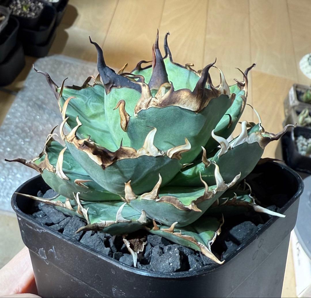 【鉢ごと発送】アガベ チタノタ ハデス 活着済み【強陽炎・丸型・幅広短葉】