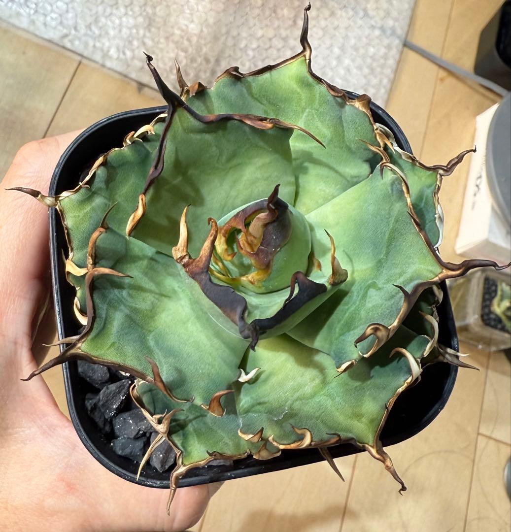 【鉢ごと発送】アガベ チタノタ ハデス 活着済み【強陽炎・丸型・幅広短葉】