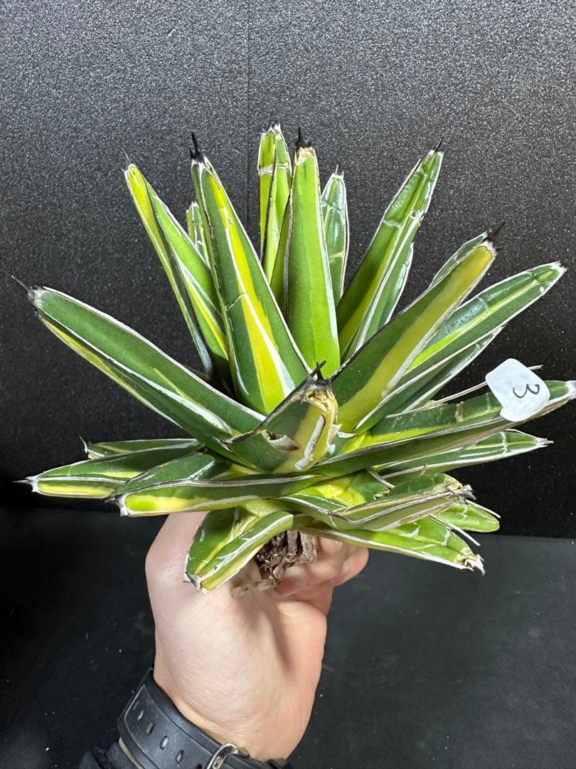 【特大苗　笹の雪　鮮明黄中斑達磨葉タイプ　'gaint' 】　アガベ