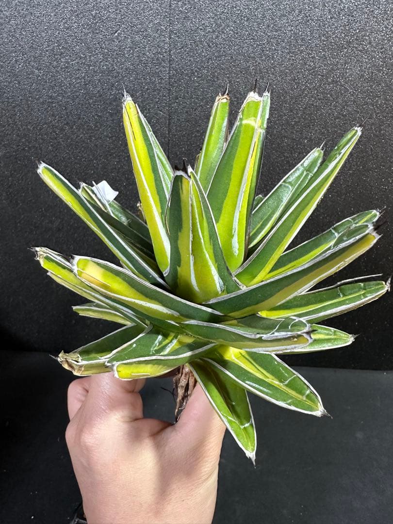 【特大苗　笹の雪　鮮明黄中斑達磨葉タイプ　'gaint' 】　アガベ