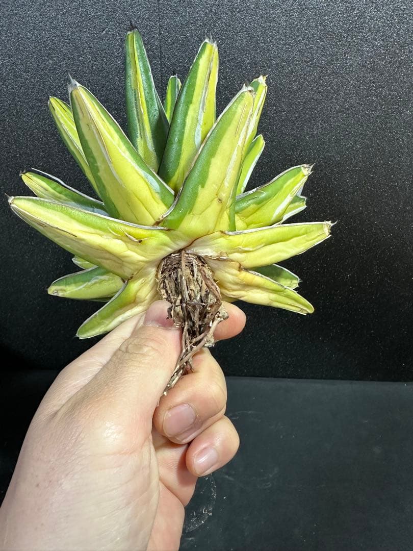 【特大苗　笹の雪　鮮明黄中斑達磨葉タイプ　'gaint' 】　アガベ