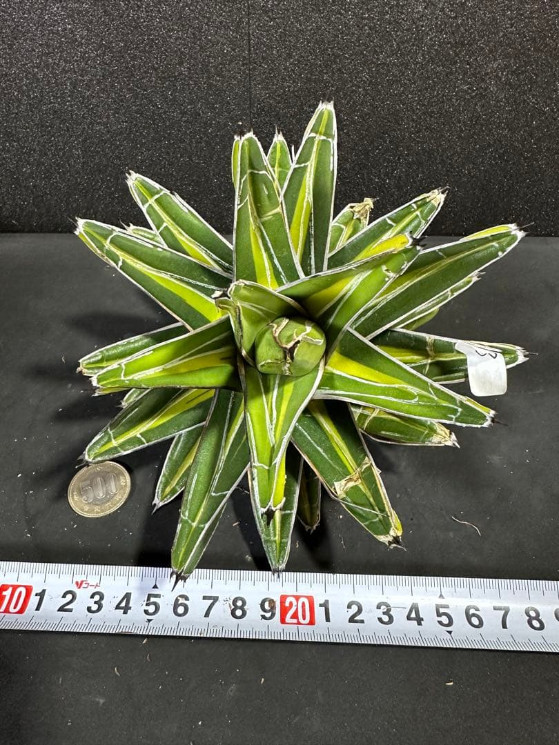 【特大苗　笹の雪　鮮明黄中斑達磨葉タイプ　'gaint' 】　アガベ