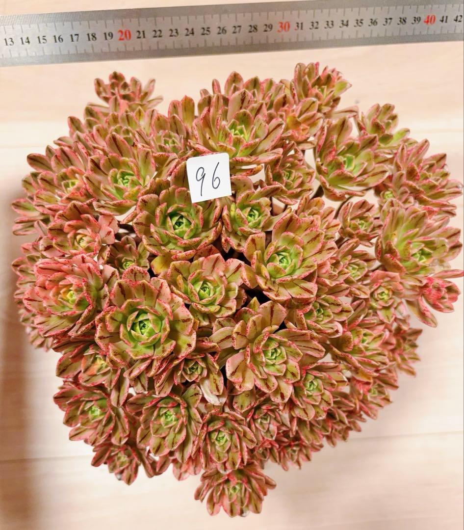 96#多肉植物アエオニウム錦❤️ブロンズメダル錦❤️50-60大頭27cm 拔き苗