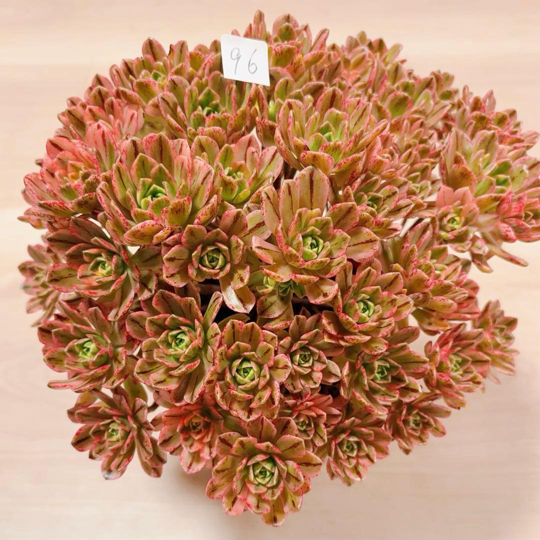 96#多肉植物アエオニウム錦❤️ブロンズメダル錦❤️50-60大頭27cm 拔き苗