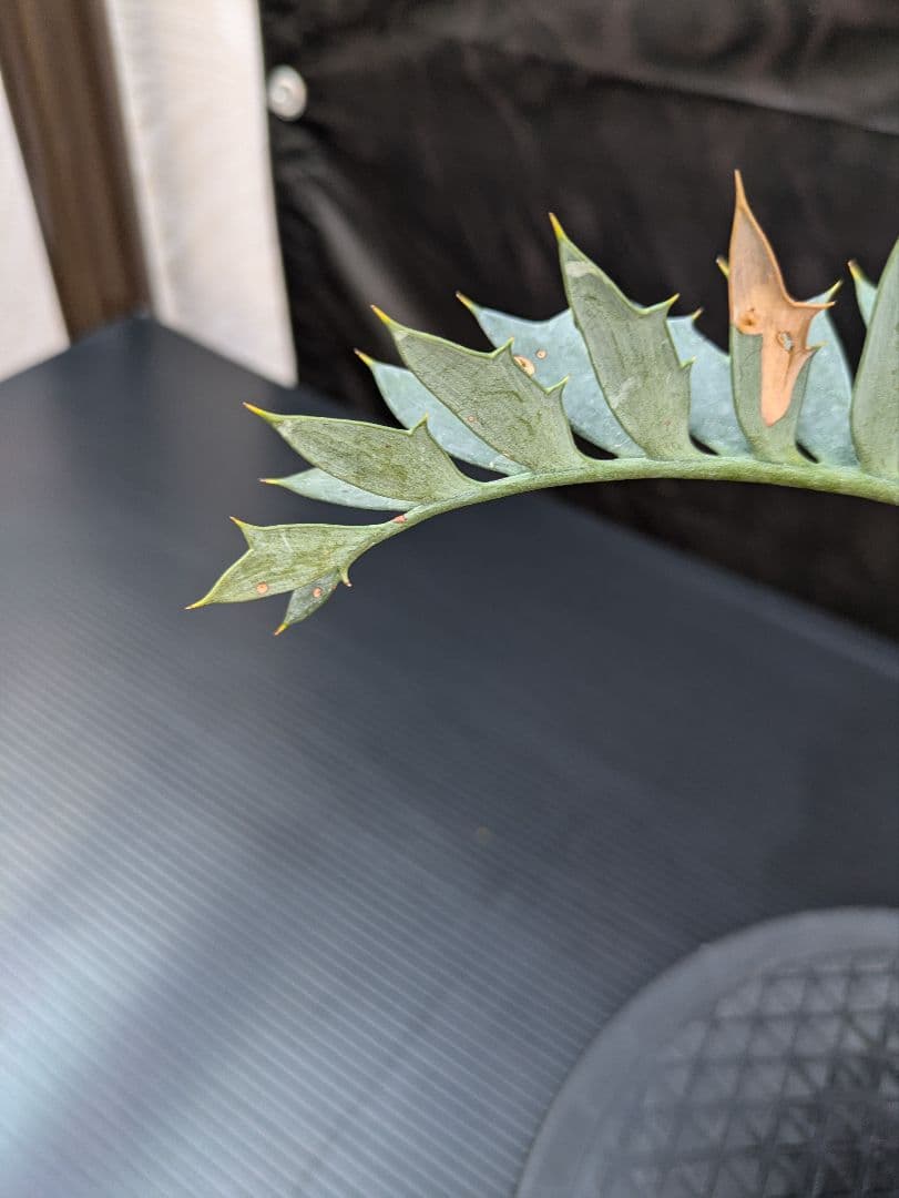 エンセファラルトス ホリダス / スパードワーフ /激レア株/発根済