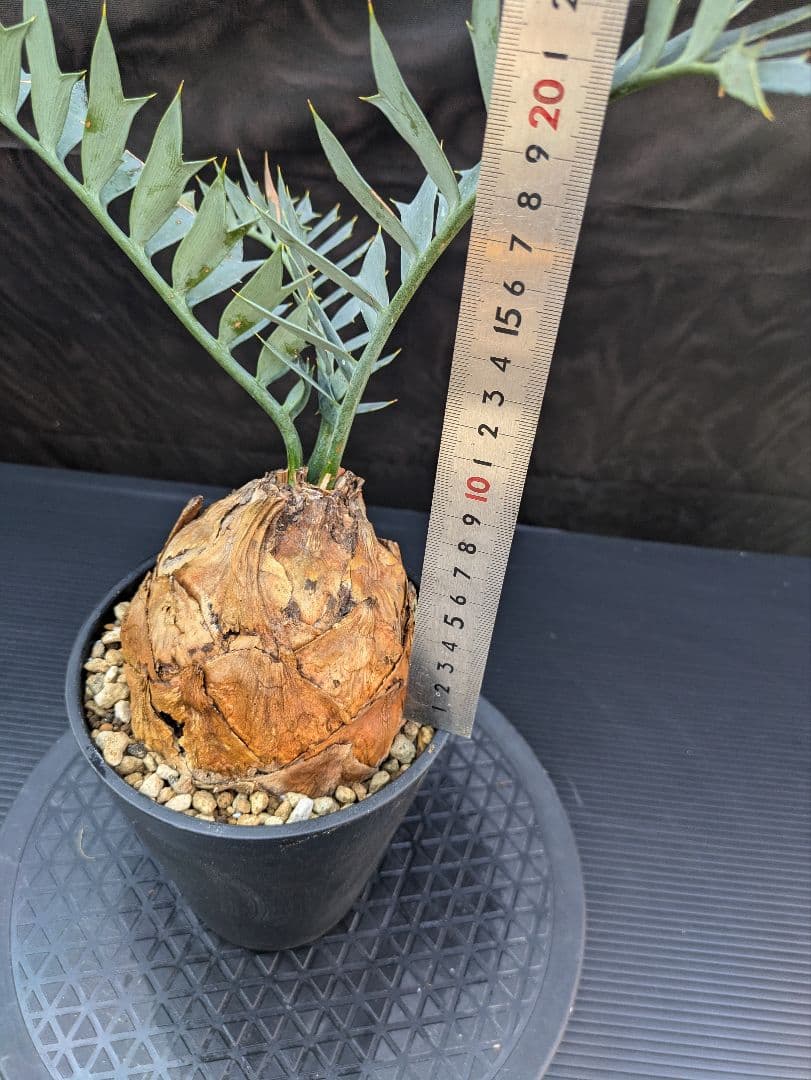 エンセファラルトス ホリダス / スパードワーフ /激レア株/発根済