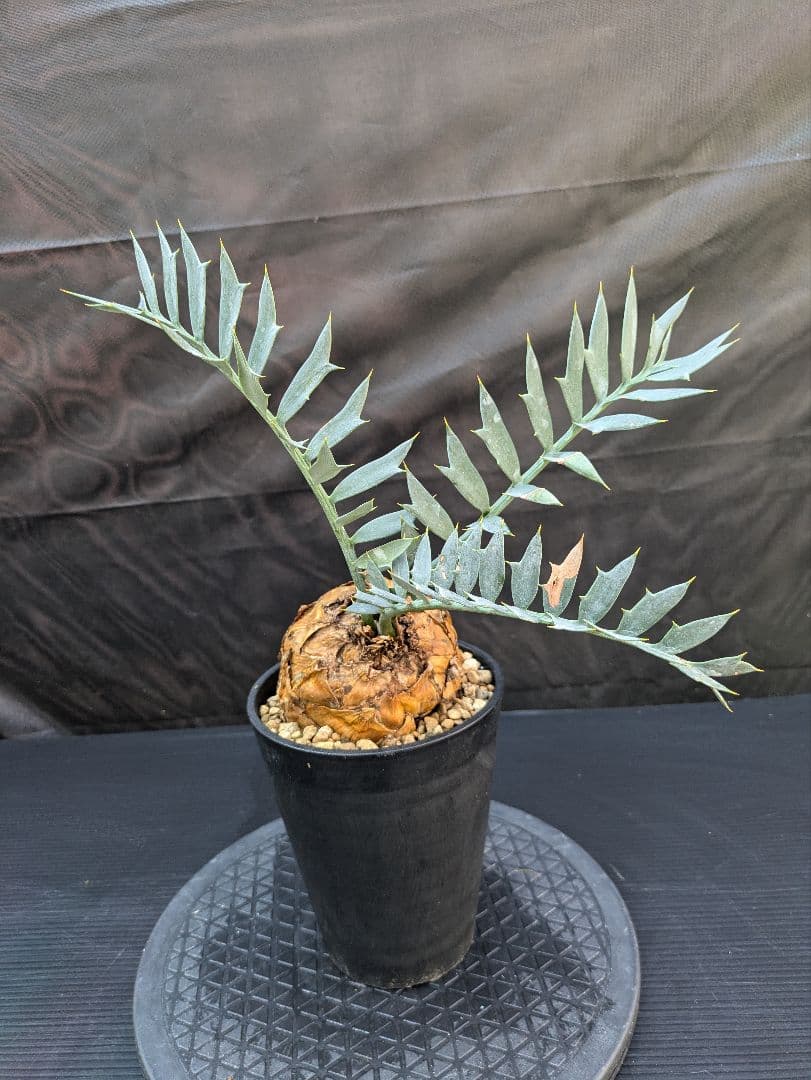 エンセファラルトス ホリダス / スパードワーフ /激レア株/発根済