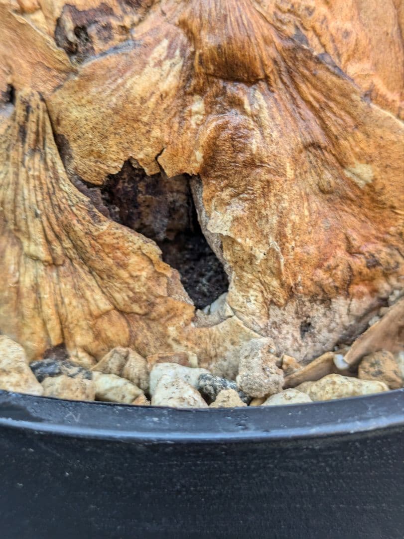 エンセファラルトス ホリダス / スパードワーフ /激レア株/発根済