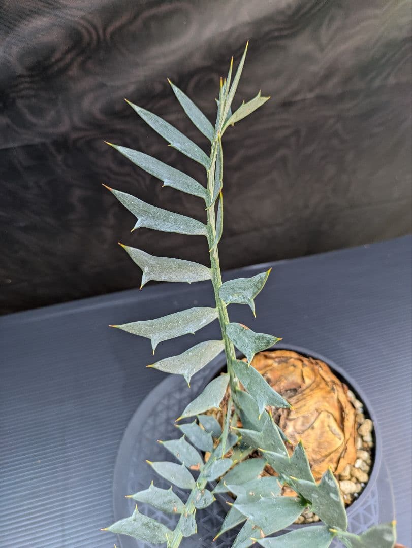 エンセファラルトス ホリダス / スパードワーフ /激レア株/発根済