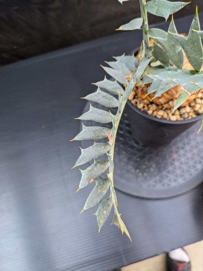 エンセファラルトス ホリダス / スパードワーフ /激レア株/発根済