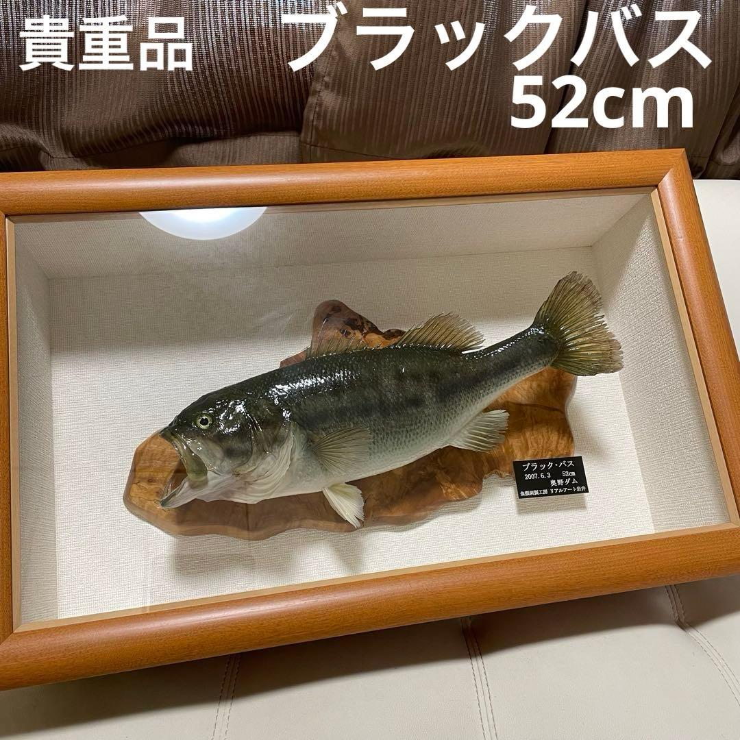 ブラックバス 剥製 魚 体長約52cmガラス額入り 魚類剥製工房リアルアート岩井