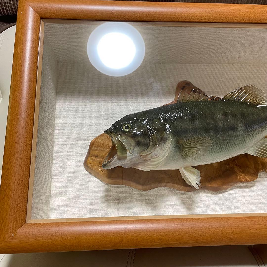 ブラックバス 剥製 魚 体長約52cmガラス額入り 魚類剥製工房リアルアート岩井