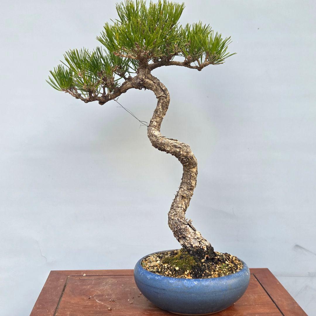 黒松　[文人風木]　中品盆栽