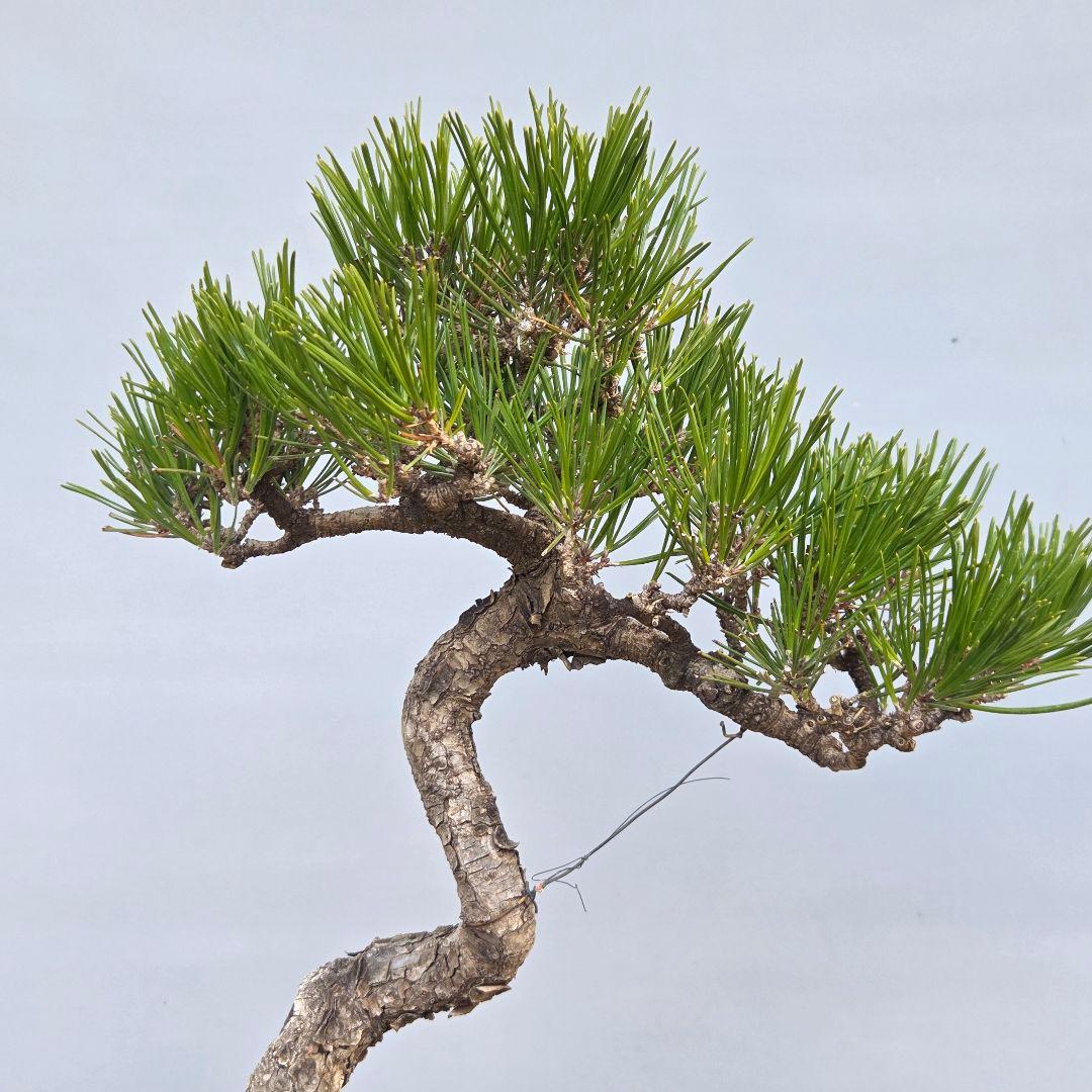 黒松　[文人風木]　中品盆栽