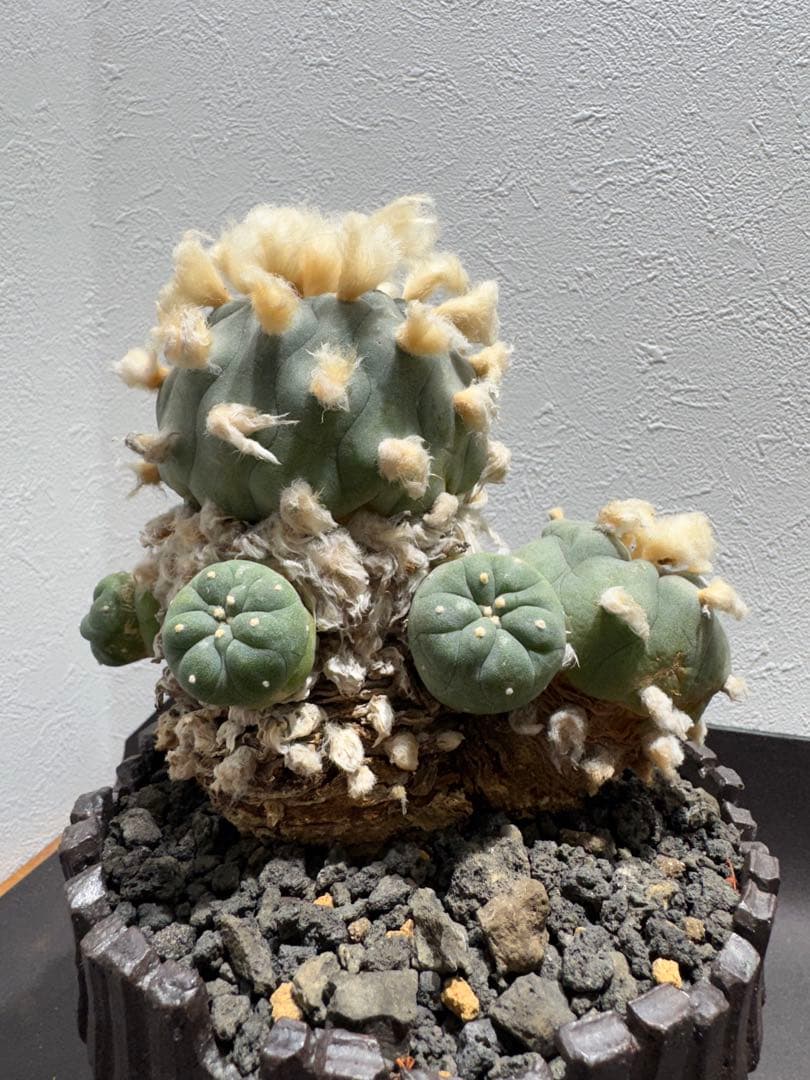 ロフォフォラ 鳥羽玉 古株 陶器鉢付き サボテン