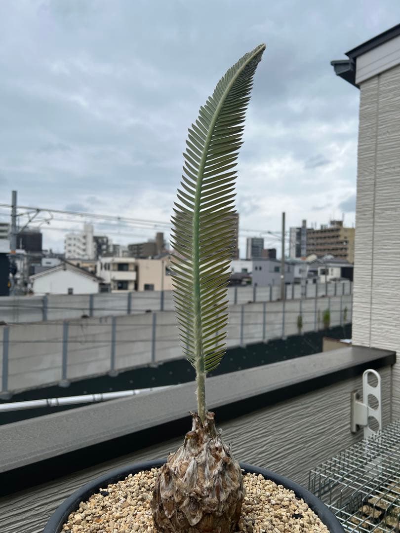 【お盆セール】ディオーン・エデュレ / 脇芽付き 新芽展開中 ソテツ 希少 大株